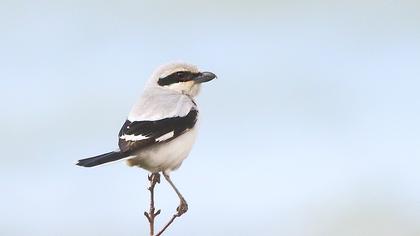 Büyük örümcekkuşu