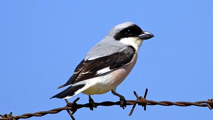 Karaalınlı örümcekkuşu