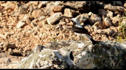 Aksırtlı kuyrukkakan