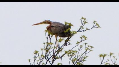 Erguvani balıkçıl