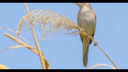 Büyük kamışçın