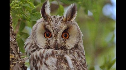 Kulaklı orman baykuşu