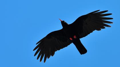 Kırmızıgagalı dağ kargası