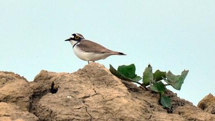 Halkalı küçük cılıbıt