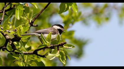 Akyanaklı baştankara