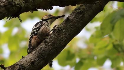 Aksırtlı ağaçkakan