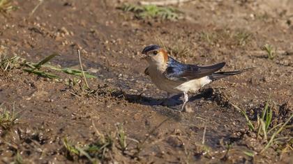 Kızıl kırlangıç
