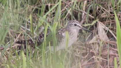 Orman düdükçünü