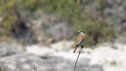 Kızılsırtlı örümcekkuşu