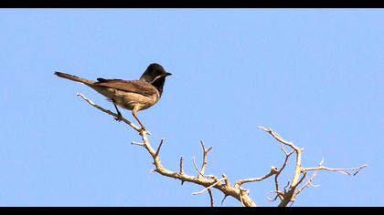 Karaboğazlı ötleğen