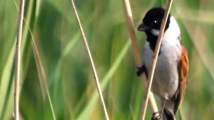 Bataklık Kirazkuşu