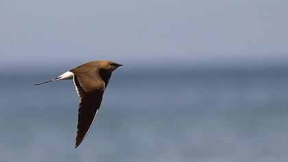 Bataklıkkırlangıcı