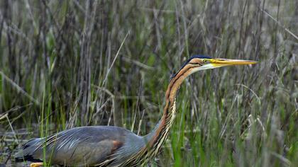 Erguvani balıkçıl