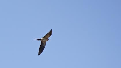 Kızıl kırlangıç