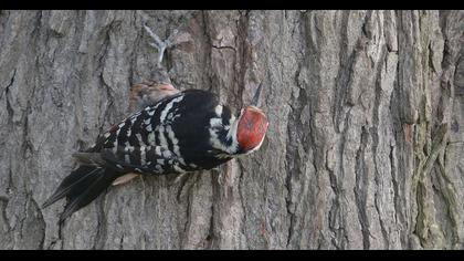 Aksırtlı ağaçkakan