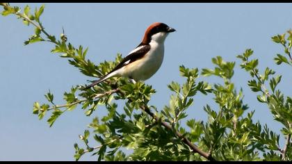 Kızılbaşlı örümcekkuşu