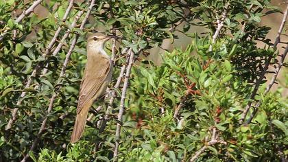 Büyük kamışçın