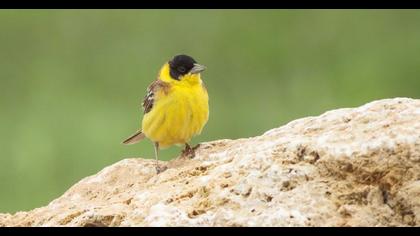 Karabaşlı kirazkuşu