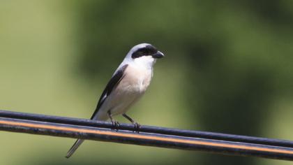 Karaalınlı örümcekkuşu
