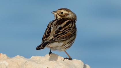 Bataklık Kirazkuşu