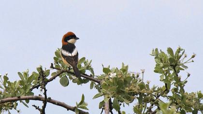 Kızılbaşlı örümcekkuşu