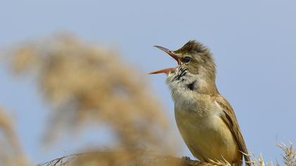 Büyük kamışçın
