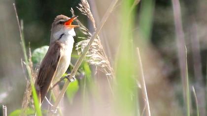 Büyük kamışçın