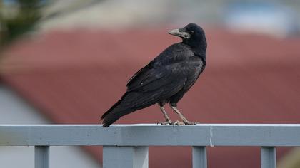 Rook