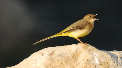 Dağ kuyruksallayanı