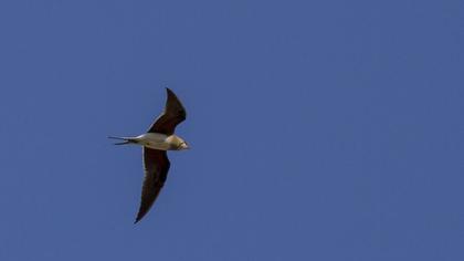 Bataklıkkırlangıcı