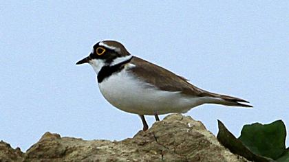 Halkalı küçük cılıbıt