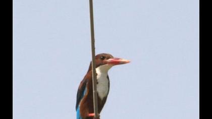 İzmir yalıçapkını