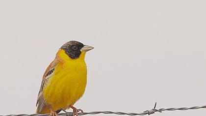 Black-headed Bunting