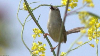 Dikkuyruklu ötleğen