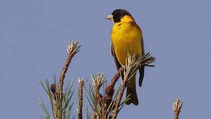 Karabaşlı kirazkuşu