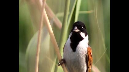 Common Reed Bunting