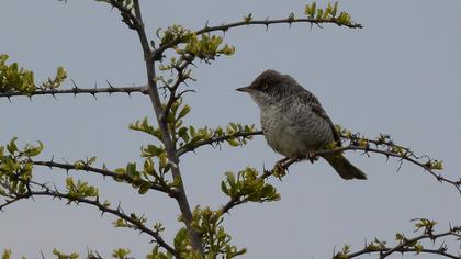 Barred Warbler