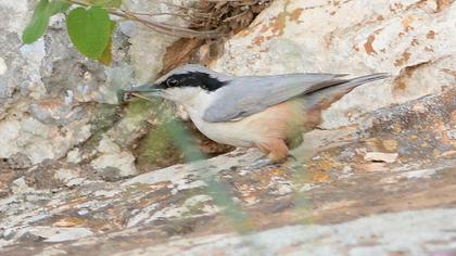 Büyük kaya sıvacısı