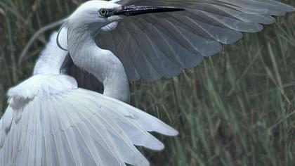 Küçük ak balıkçıl