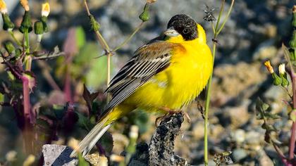 Karabaşlı kirazkuşu