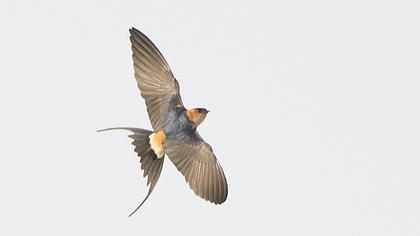 Kızıl kırlangıç