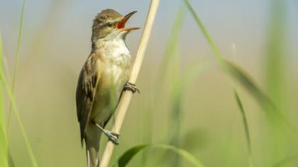 Büyük kamışçın