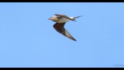 Bataklıkkırlangıcı