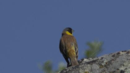 Karabaşlı kirazkuşu