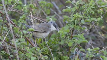 Küçük akgerdanlı ötleğen