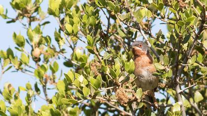 Bıyıklı ötleğen