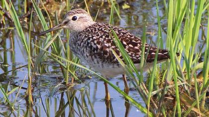 Orman düdükçünü