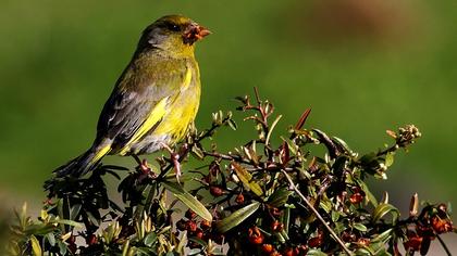 European Greenfinch
