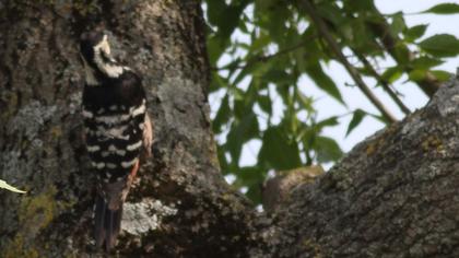 Aksırtlı ağaçkakan