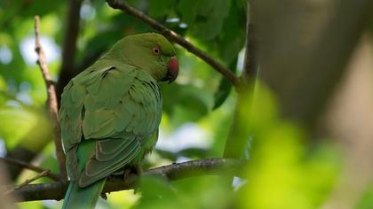 Rose-ringed Parakeet